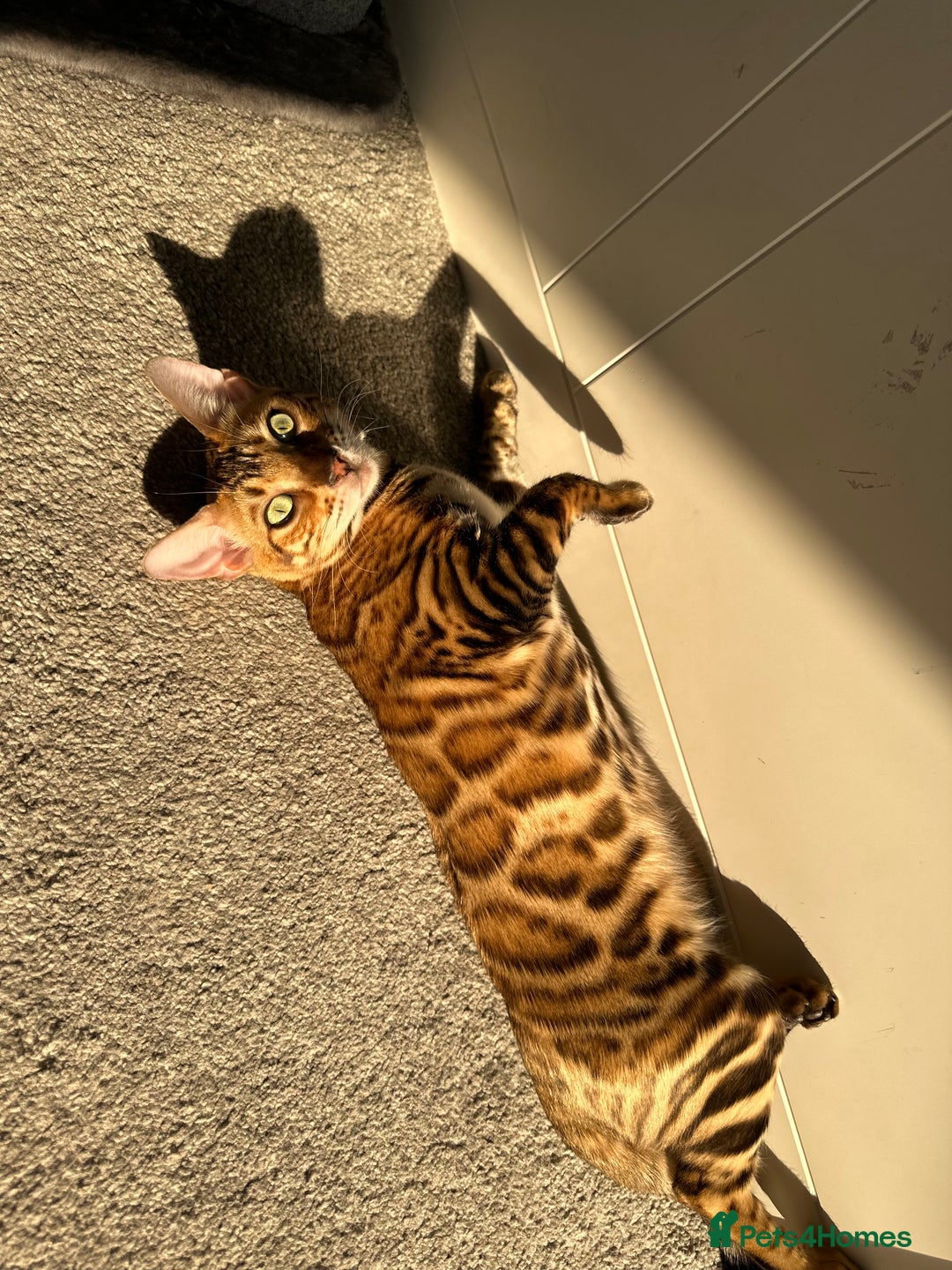 Bengal cats for sale: Beautiful TICA Registered Active Bengal female cat - Image 4