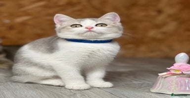 British Shorthair cats - Advert 3