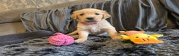 Golden Retriever dogs for sale: Golden Retriever puppy's KC  - Advert 17