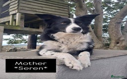 Border Collie dogs for sale: WORKING BORDER COLLIE PUPS - Image 5