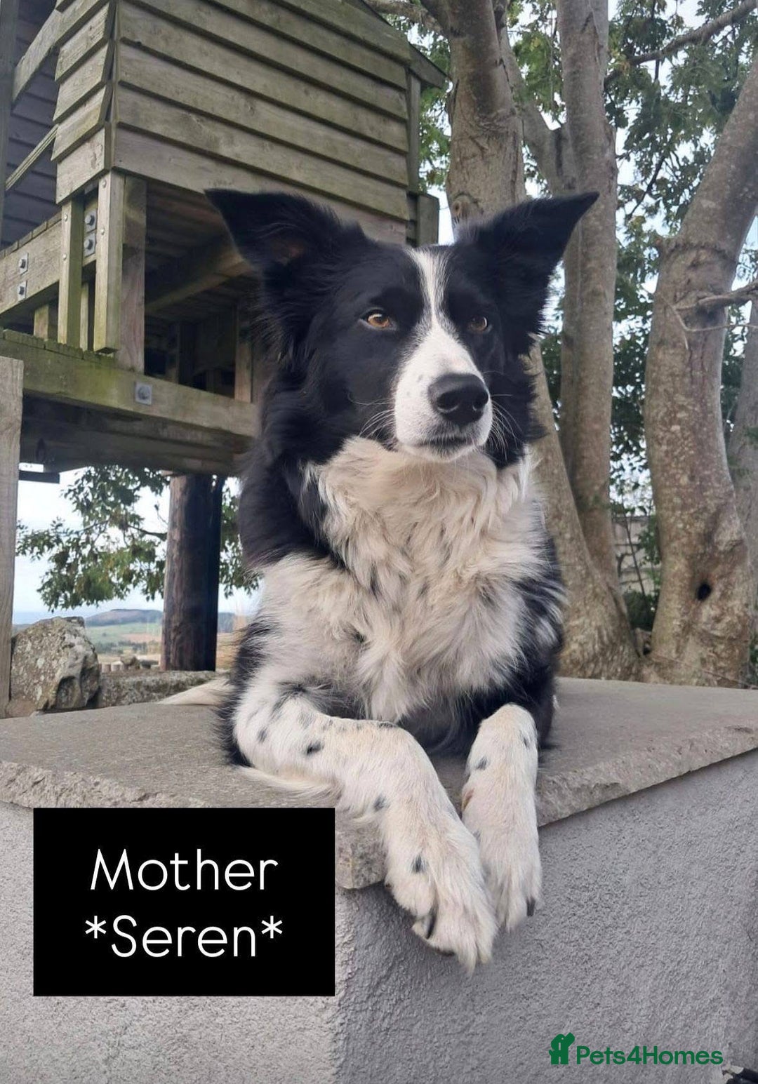 Border Collie dogs for sale: WORKING BORDER COLLIE PUPS - Image 5