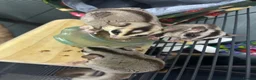 Sugar Glider rodents for sale: Sugar Glider Trio for Sale  - Advert 6