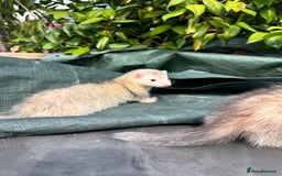 Ferret rodents for sale: Black eyed ferrets  - Image 9
