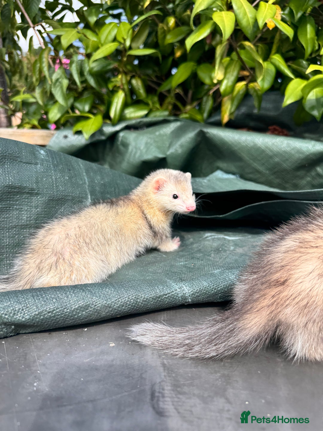 Ferret rodents for sale: Black eyed ferrets  - Image 9