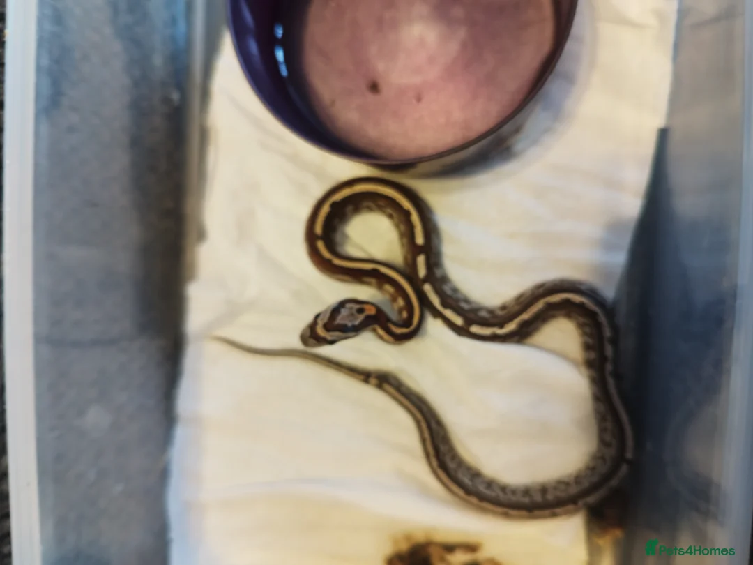 Corn Snake reptiles for sale: Cb 2025 cornsnake hatchlings  - Advert 2