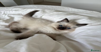 Ragdoll cats - Advert 3