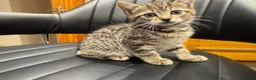 Mixed Breed cats for sale: Beautiful tabby female kitten for sale - Advert 6