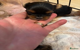 Yorkshire Terrier dogs for sale: Three beautiful Yorkshire terrier puppies  - Image 5