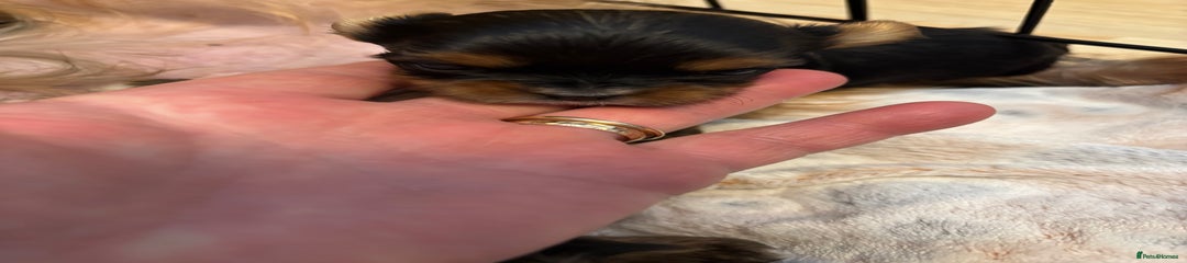 Yorkshire Terrier Puppy 3