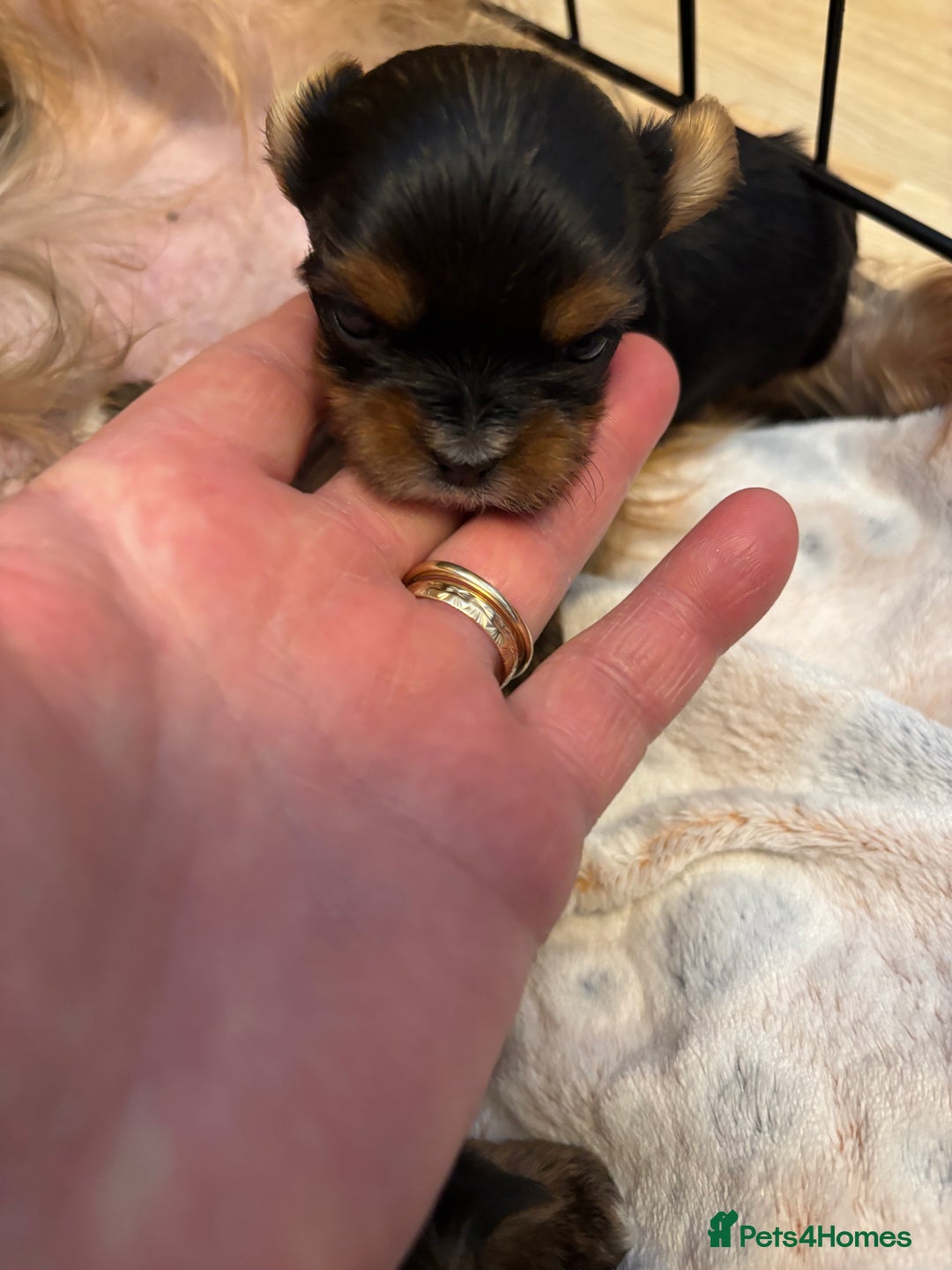 Yorkshire Terrier dogs for sale: Three beautiful Yorkshire terrier puppies  - Image 5