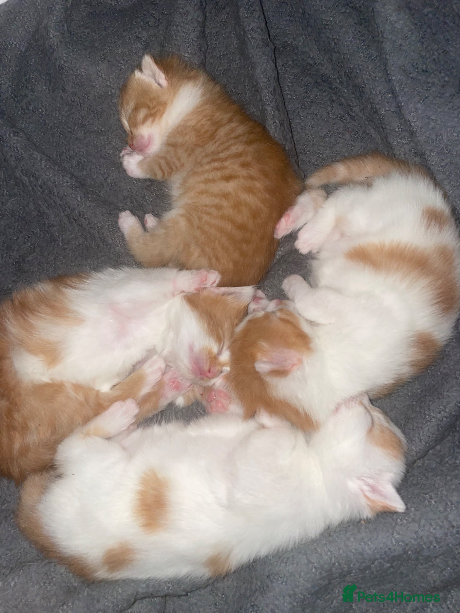 Mixed Breed cats Kittens  - Advert 8