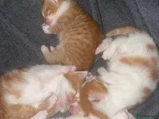 Mixed Breed cats Kittens - Advert 8