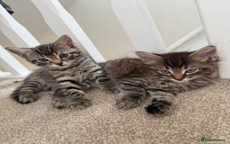 Mixed Breed cats for sale: beautiful tabby kittens ready for their new home☺️ - Image 8