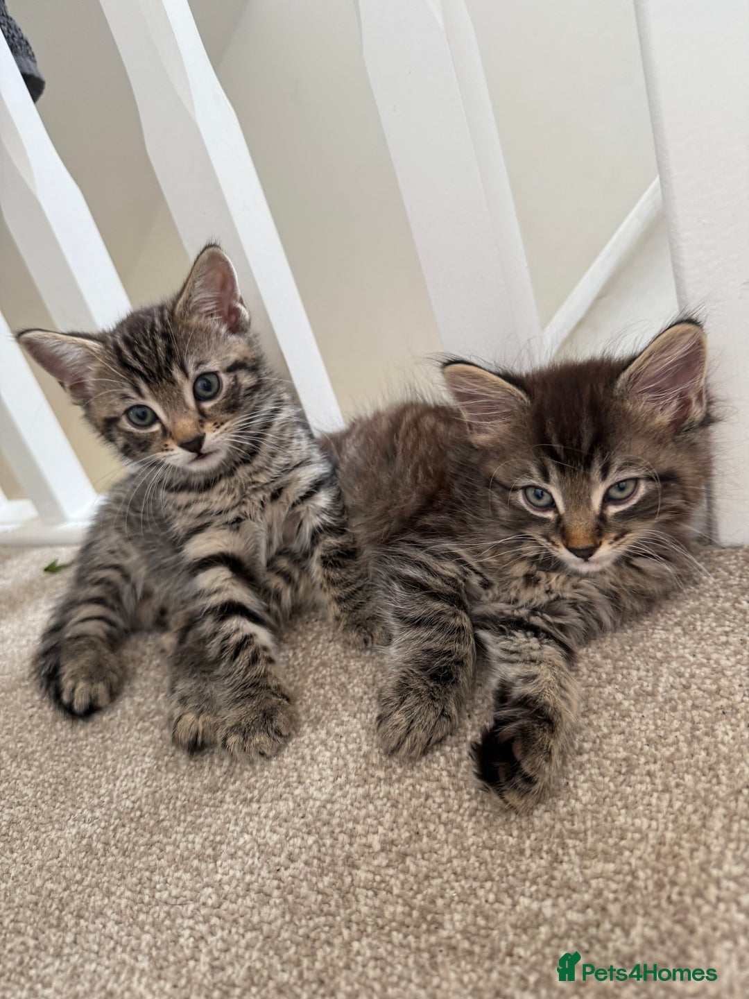 Mixed Breed cats for sale: beautiful tabby kittens ready for their new home☺️ - Image 8