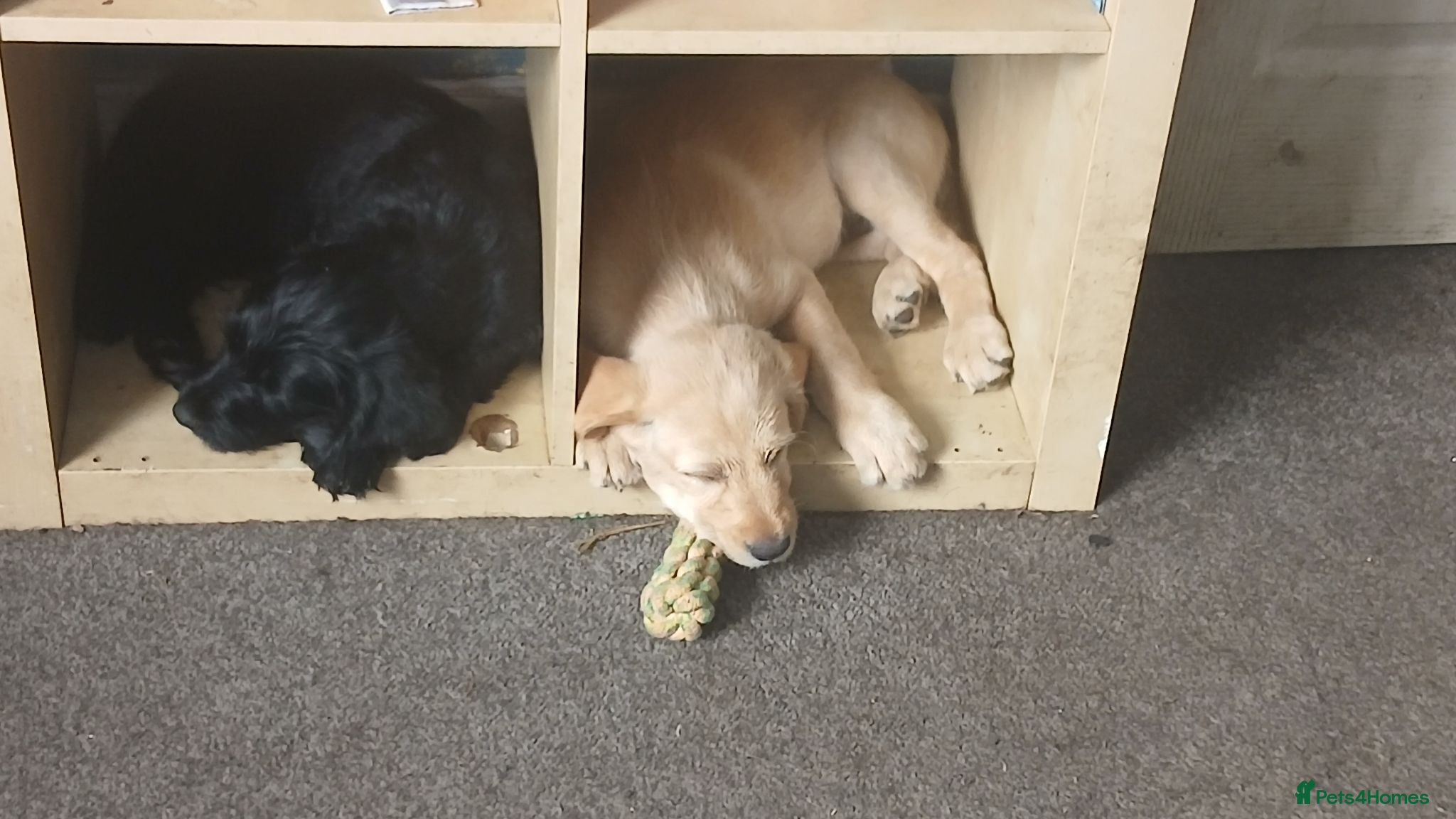 Mixed Breed dogs Adorable Cockapoo x Puppies Ready for new homes - Advert 13