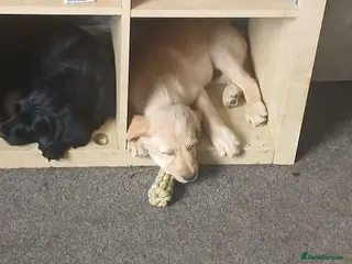 Mixed Breed dogs Adorable Cockapoo x Puppies Ready for new homes - Advert 13