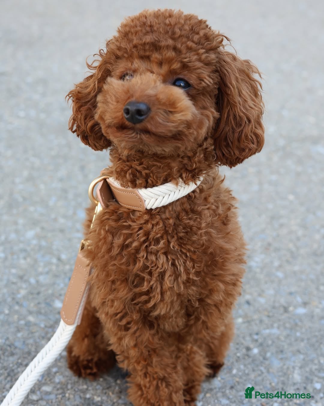 Toy Poodle dogs Cute Toy Poodle Puppy For Rehome - Advert 3