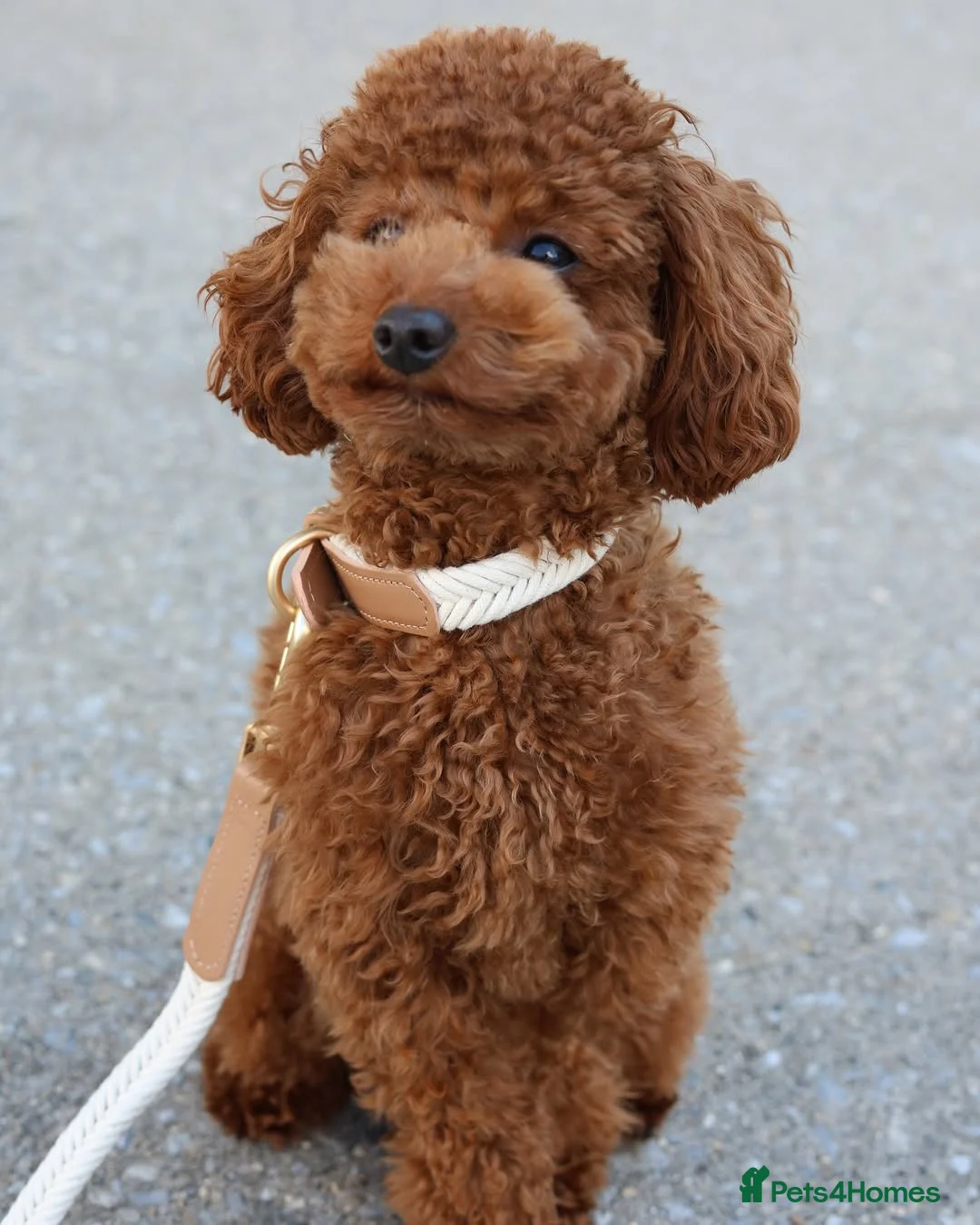 Toy Poodle dogs for sale: Cute Toy Poodle Puppy For Rehome in Bristol - Advert 1