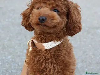 Toy Poodle dogs Cute Toy Poodle Puppy For Rehome - Advert 3