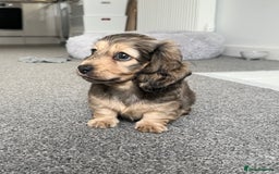 Miniature Dachshund dogs for sale: SHADED CREAM KC REG. PRA CLEAR HEALTH TESTED - Image 2