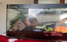 Mixed Breed reptiles for sale: African Land Snails  - Advert 4