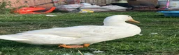 Ducks poultry for sale: 3 Cherry Valley Ducks - Advert 9