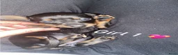 Miniature Dachshund dogs for sale: Miniature dachshund puppies  - Advert 4