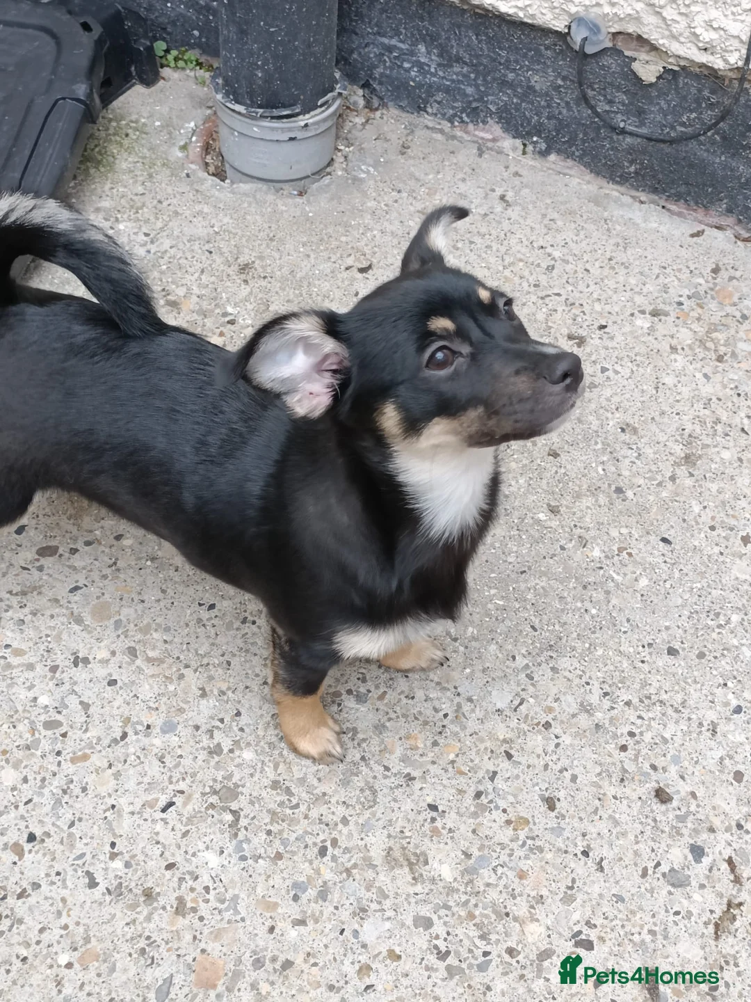 Mixed Breed dogs for sale: German Spitz X 4 month female - Advert 2