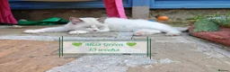 Ragdoll cats for sale: 3 pure ragdoll kittens remaining. Update 8/7/26 - Advert 4