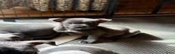 Mixed Breed dogs for sale: Amazing blue Chaffy puppies - Advert 11