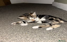 Bengal cats for sale: Half Bengal Kittens - Image 21