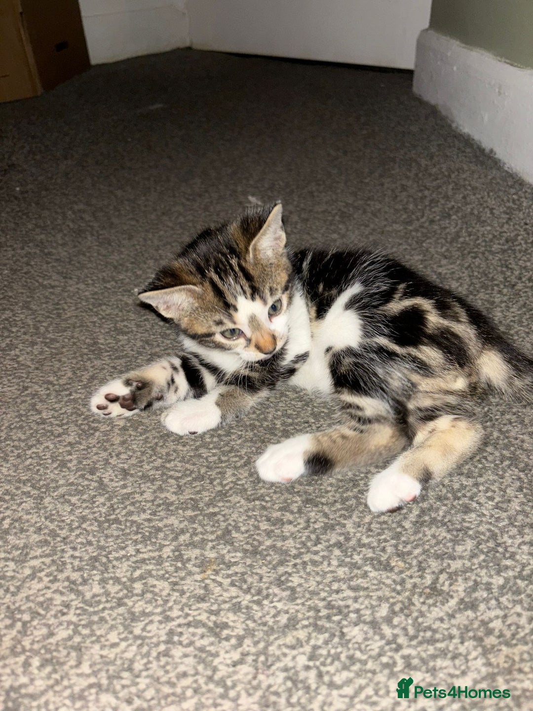 Bengal cats for sale: Half Bengal Kittens - Image 21