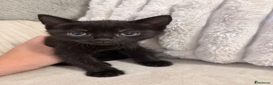 Domestic Shorthair 1