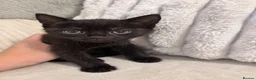 Domestic Shorthair cats for sale: Beautiful Black Kittens – Loving Homes Wanted 🐾 - Advert 4