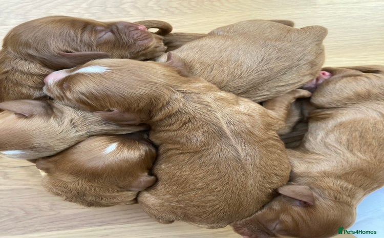 Mixed Breed dogs - Advert 1