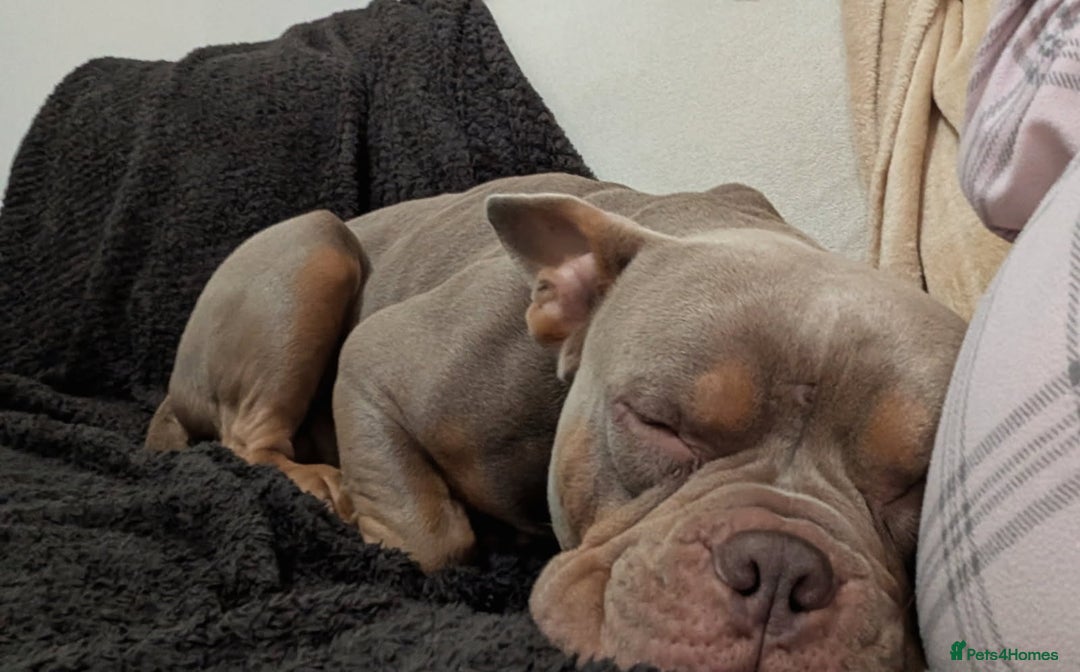 American Bulldog dogs for sale: Pocket bully 2 years old - Image 7