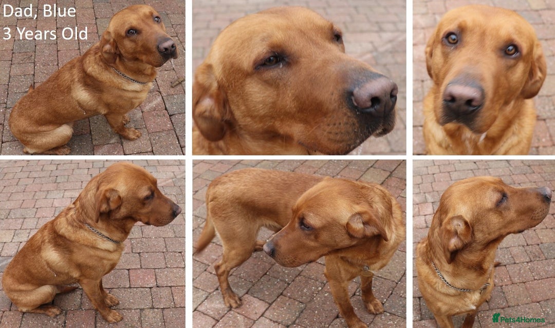 Labrador Retriever dogs for sale: Red Fox Labs : Health Checked-KC Reg-FTCH Pedigree - Image 12