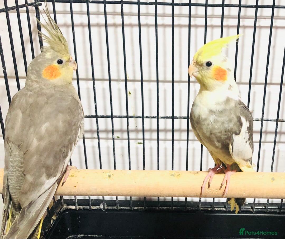 Canaries birds for sale: Beautiful young cockatiels for sale. - Advert 4