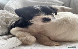 Miniature Schnauzer dogs for sale: Absolutely Stunning Healthy Mini Schnauzers  - Image 13