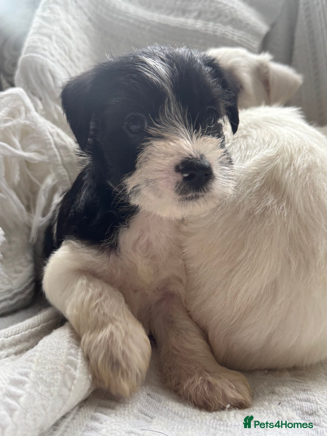 Miniature Schnauzer dogs for sale: Absolutely Stunning Healthy Mini Schnauzers  - Image 13