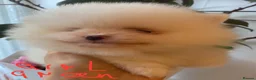 Pomeranian dogs for sale: Gorgeous puppies  - Advert 11
