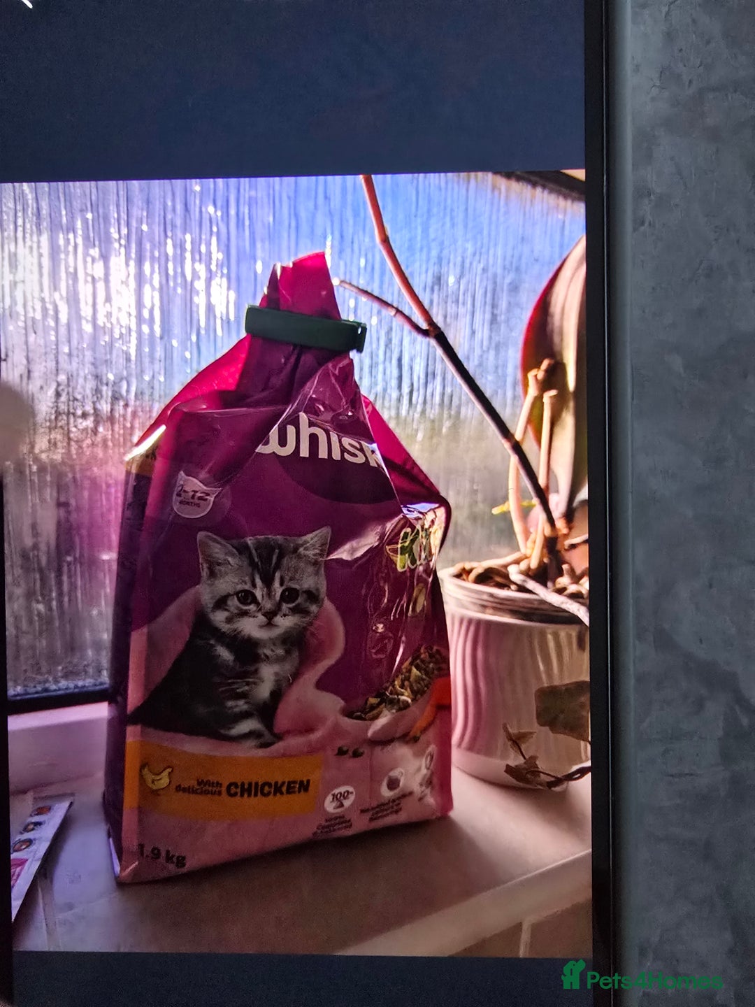 Mixed Breed cats for sale: Ginger kittens - Advert 13