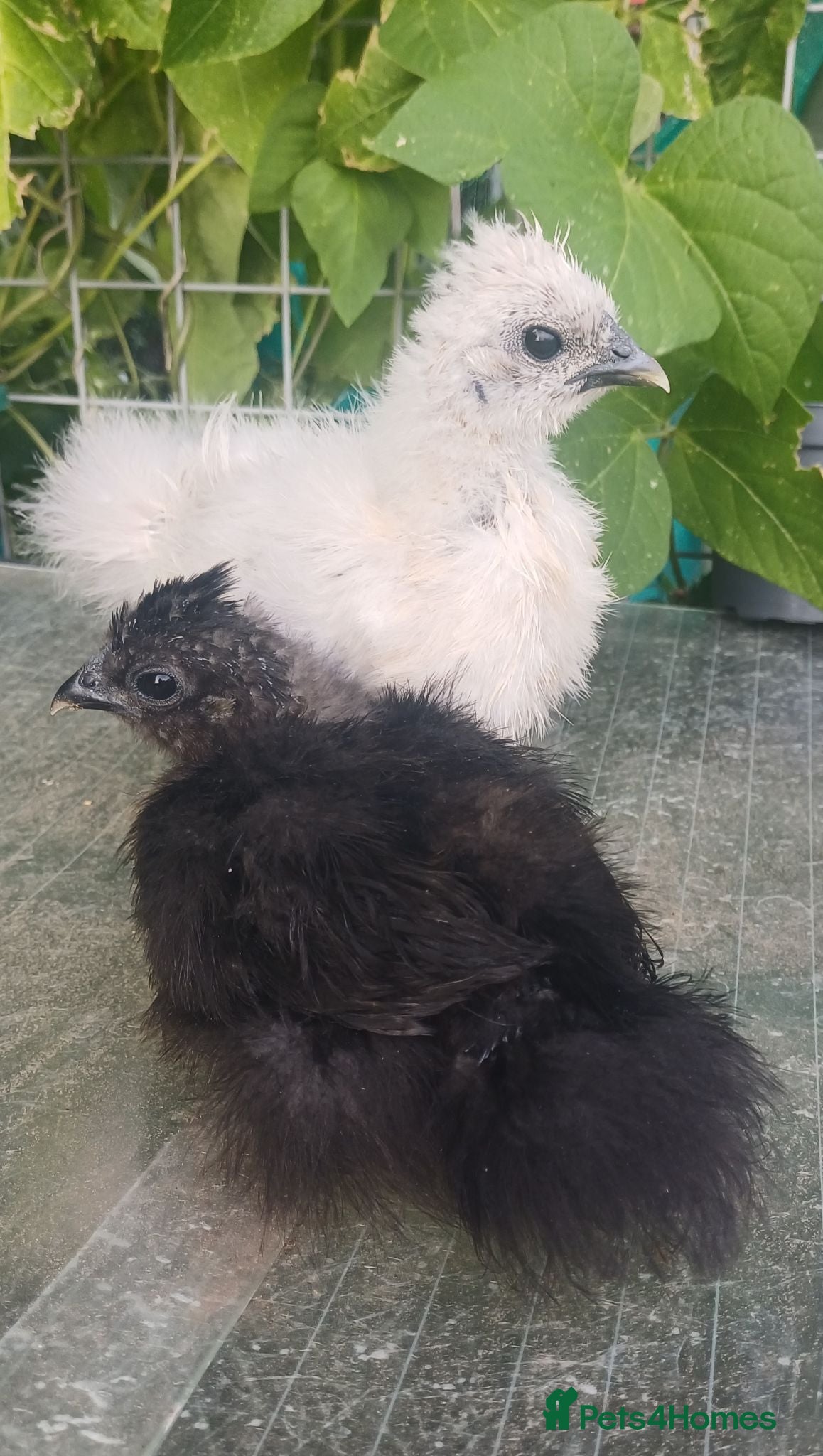 Chickens poultry Silkie chicks and hatching eggs! - Advert 2