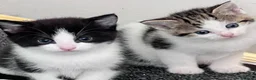 Mixed Breed cats for sale: LAYLA’S GORGEOUS LITTER OF FIVE 🐱 🐈 🐈‍⬛ 🐱 🐈  - Advert 39