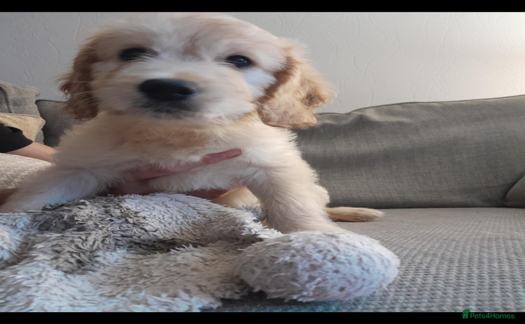 Mixed Breed dogs - Advert 15