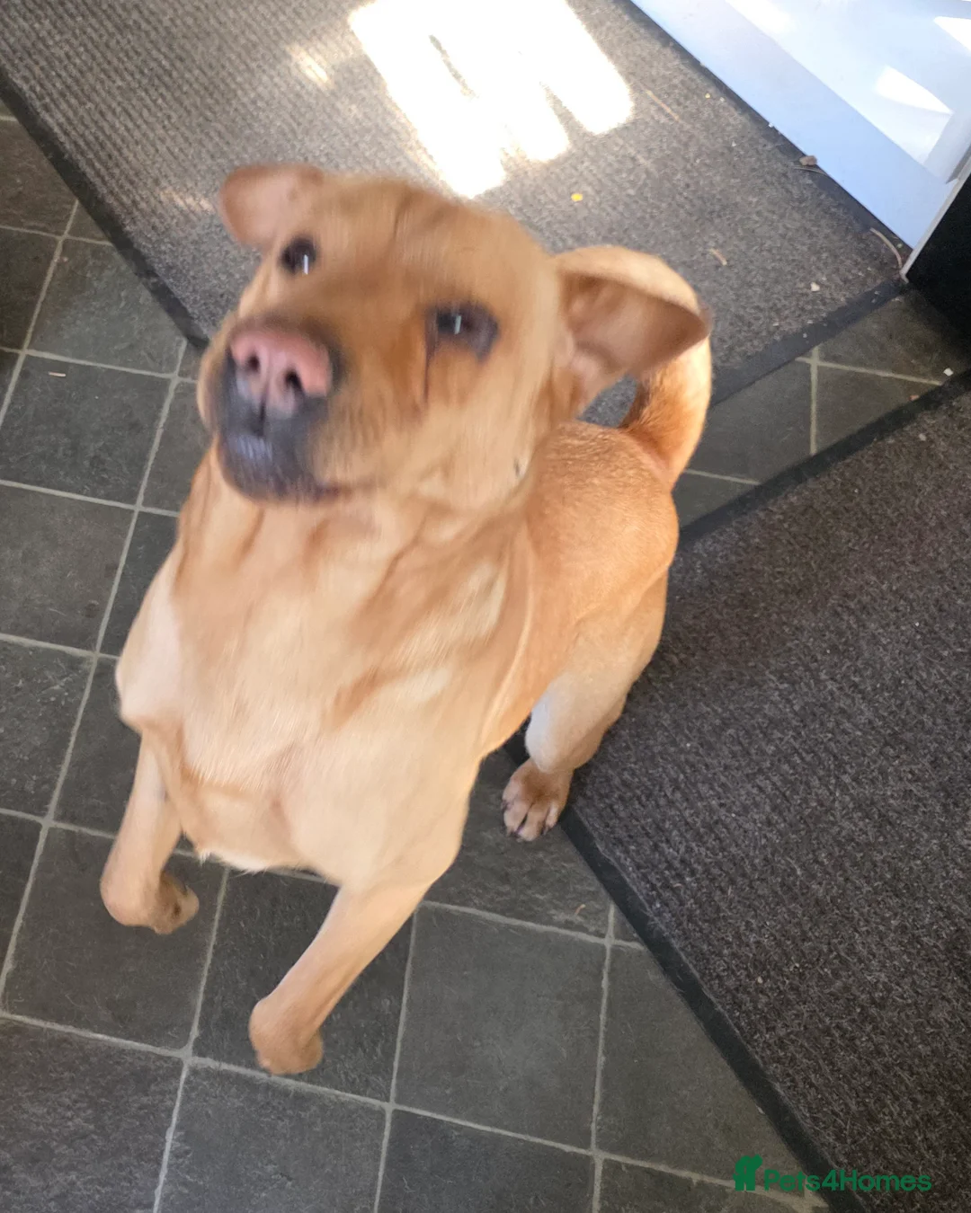 Mixed Breed dogs for sale: Shar pei x mini labradoodle looking 4 a new home  in Penrith - Advert 1