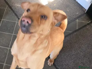 Mixed Breed dogs Shar pei x mini labradoodle looking 4 a new home in Penrith - Advert 11