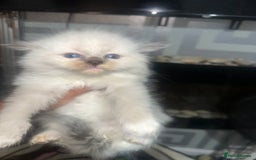 Ragdoll cats for sale: 5 blue eye fluffy ragdoll kittens  - Image 9