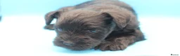 Miniature Schnauzer dogs for sale: 🌟 Exceptional KC Miniature Schnauzer Puppies 🌟 - Advert 18