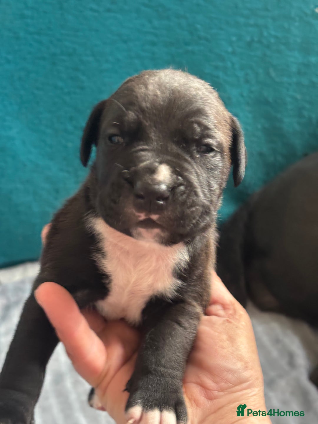 Mixed Breed dogs for sale: Cane corso puppys - Advert 3